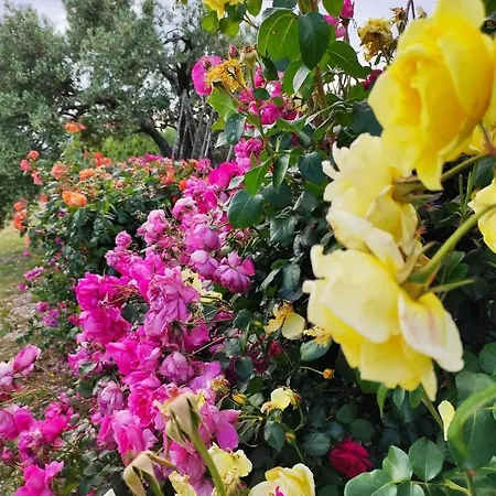 Belakusic 2 Apartment *