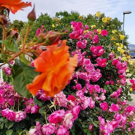 Belakusic 2 Grebaštica