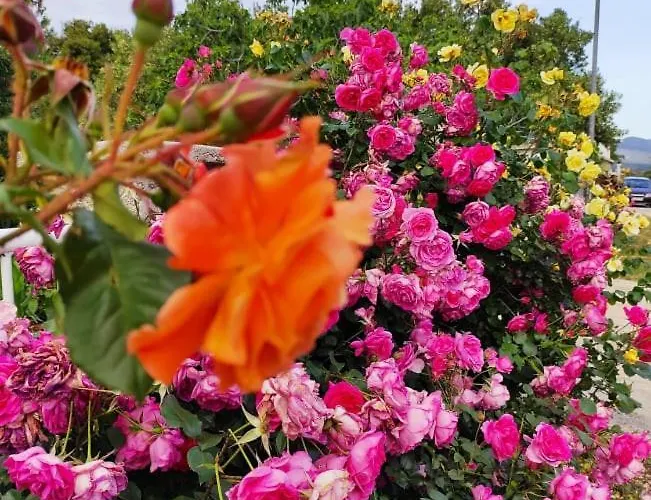 Belakusic 2 Grebaštica